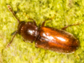 Cryptophagus uncinatus